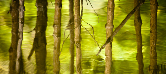 Water reflects the spindly trunks of a mangrove forest in Thailand, one of the most vulnerable coastal forests in the world. In southeastern Thailand's Khao Sam Roi Yot National Park, park workers are trying to restore some of the coastal wetland that has been destroyed by years of development, such as industrial-scale shrimp farming. Not only do mangroves provide valuable habitat for species such as the endangered fishing cat, they buffer coastlines and villages from the destructive forces of storms and even tsunamis. (Photo © Morgan Heim 2012) Mangroves in Thailand