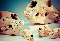Skulls