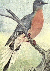Passenger pigeon case study picture
