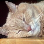 The face of an orange cat sleeping.