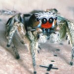 A Habronattus coecatus jumping spider facing down and to the right.