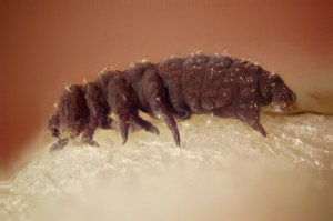 A beautiful tardigrade, easily procured without incurring anyone’s wrath. © Jacopo Werther, 2013 (CC BY 2.0)