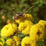 A Phalagium opilio harvestman with parasitic mites.