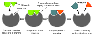 Diagram of the induced fit model of protein interactions.