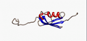 Diagram of generic protein structure.