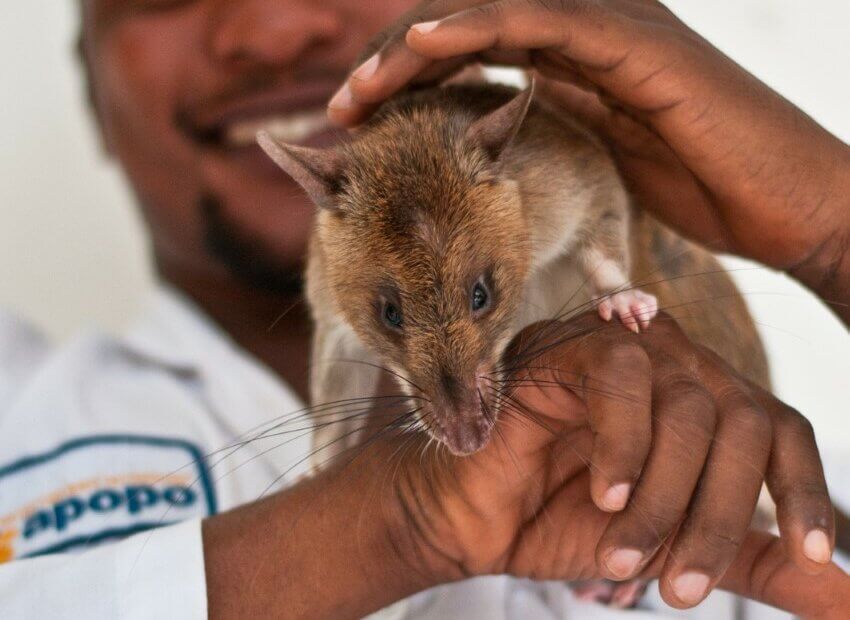 Scientist holding large rodent.