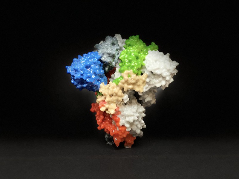 Coronavirus spike proteins.