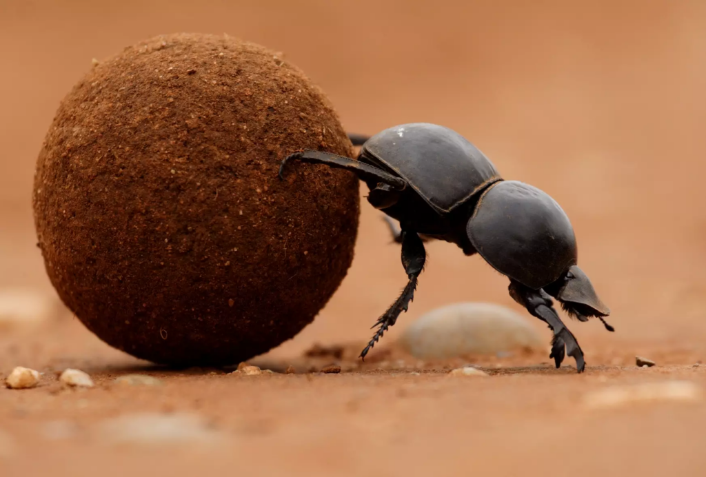 A large black beetle with a shovel-shaped head using its rear legs to push a smooth ball of animal feces larger than itself.
